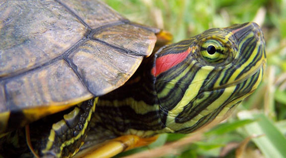 Helping Wildlife - Reptiles - Ohio Wildlife Center