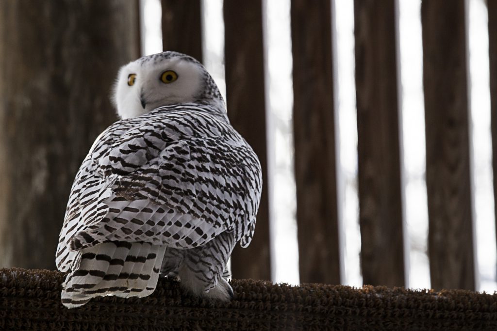 Snowy Owl Injured in Traffic Saved - Ohio Wildlife Center