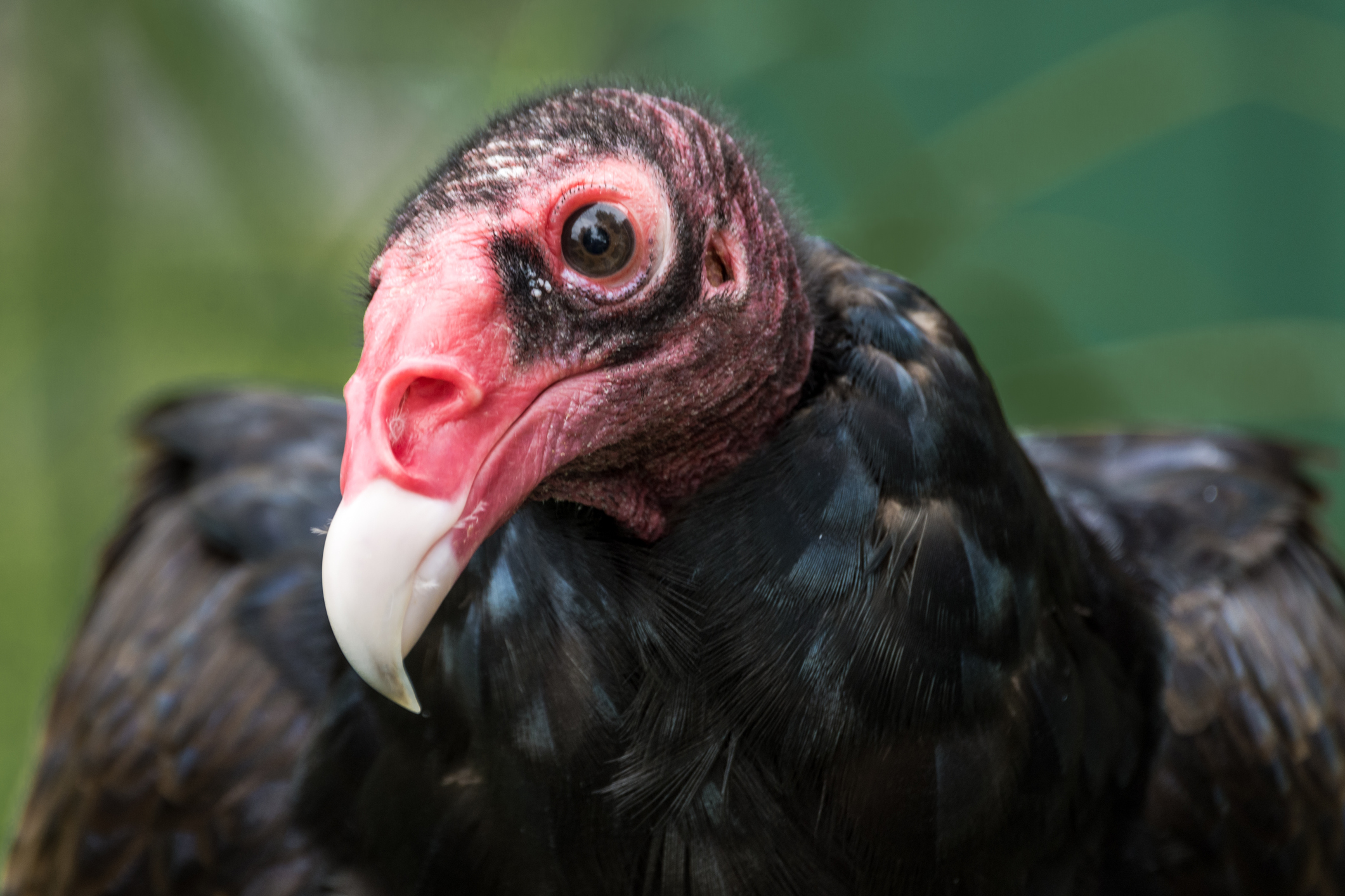 Amrican Turkey Vulture - Ohio Wildlife Center